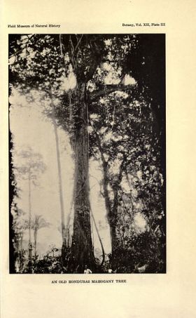 Mahogony tree 1936 British Honduras – Best Places In The World To Retire – International Living